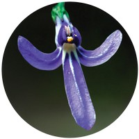 Lobelia Gibbosa - AngelsWord