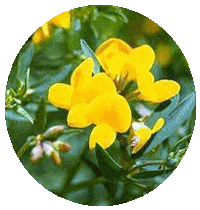 Lotus Corniculatus