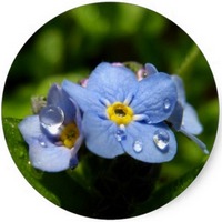 Myosotis - Nomeolvides