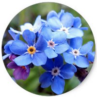 Myosotis - Nomeolvides