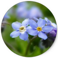 Myosotis - Nomeolvides