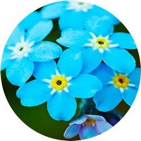 Myosotis - Nomeolvides