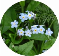 Myosotis - Nomeolvides