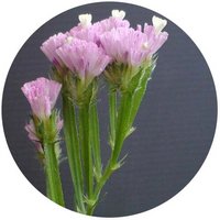 Myosotis Sylvatica - Nomeolvides