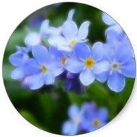 Myosotis Sylvatica - Nomeolvides