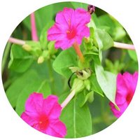Mirabilis Jalapa
