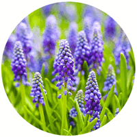 Jacinto de Uva - Muscari