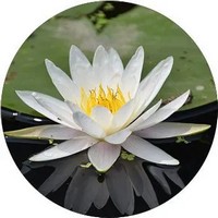 Nenufar -Nymphaea Alba