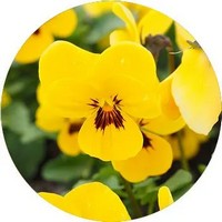 Viola Wittrockiana - Yellow Pansy