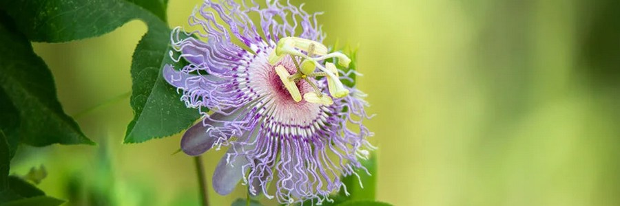 Passion Flowers