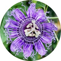 Passiflora