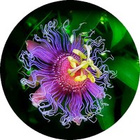 Passiflora