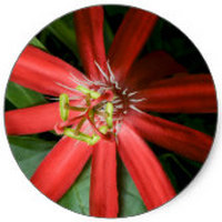 Passiflora Coccinea