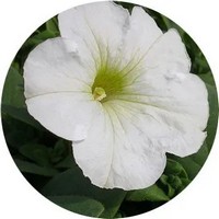 Petunia