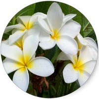Plumeria Alba