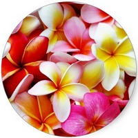 Plumeria Rubra - Frangipani
