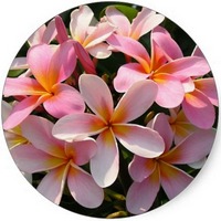 Plumeria Rubra - Frangipani