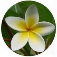 Plumeria Rubra