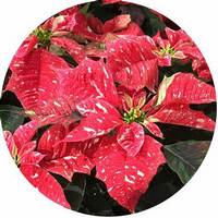 Euphorbia Pulcherrima