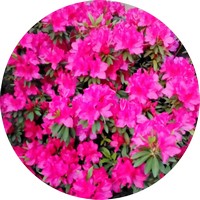 Rhododendron