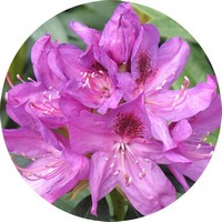 Rhododendron