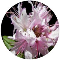 Rododendro- Rhododendron Fuyuanense