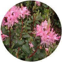 Rhododendron Racemosum