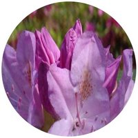 Rhododendron Rivularis