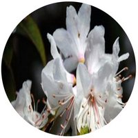 Rhododendron Siderophyllum