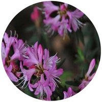 Rhododendron Spiciferum