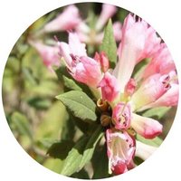 Rhododendron Duclouxii