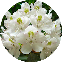 Rododendro - Rhododendron Maximum