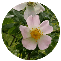Rosa Silvestre - Wild Rose
