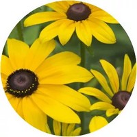Rudbeckia