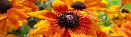 Rudbeckia