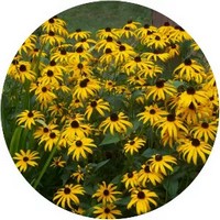 Rudbeckia Hirta