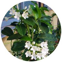 Stephanotis Floribunda