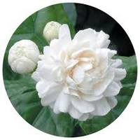 Tabernaemontana Divaricata - Crape jasmine