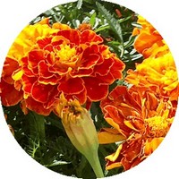 Tagete - Cempasuchil