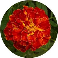 Cempasuchil - Tagete