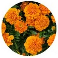 Tagete - Marigold
