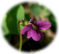 Viola Odorata