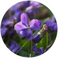 Violeta - Viola - Violette