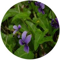 Viola Inconspicua