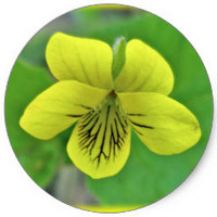 Viola Lutea