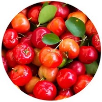 Malpighia Emarginata - Barbados Cherry