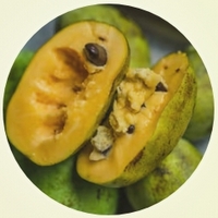 Chirimoyo - Annona Triloba - Pawpaw