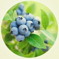 Vaccinium Myrtillus