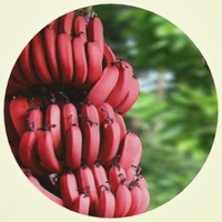 Red Banana