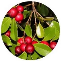 Camu Camu: Myrciaria Dubia